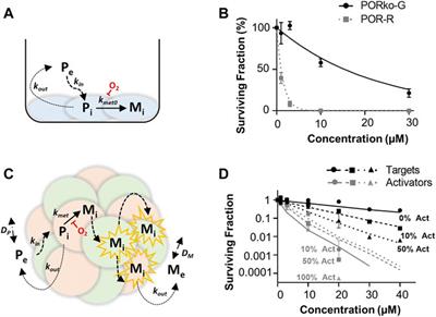 Tissue Pharmacokinetic Properties and Bystander Potential of Hypoxia-Activated Prodrug CP-506 by Agent-Based Modelling